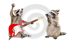 Surprised raccoon looking at a raccoon playing on electric guitar