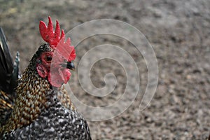 surprised with red cockscomb