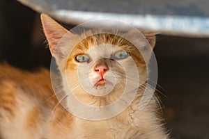 Surprised red kitten under car. On his face is an expression that says that he is confused, confused, did not expect, does not