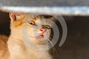 Surprised red kitten under car. On his face is an expression that says that he is confused, confused, did not expect, does not