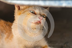 Surprised red kitten under car. On his face is an expression that says that he is confused, confused, did not expect, does not