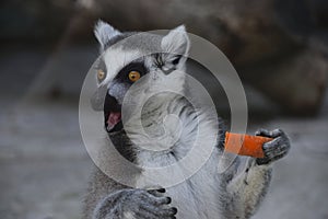 Surprised ring-tailed lemur with carrot