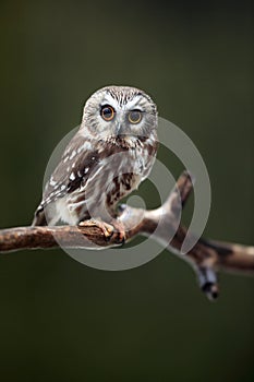 Surprised Saw-Whet Owl