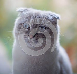 Surprised scotishfold cat