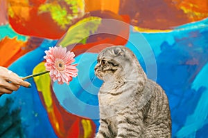 Surprised Scottish fold cat on a background of a colored blue wall. Gray scottish fold cat close-up. Big yellow eyes