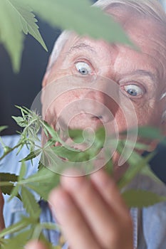 Surprised senior man with Cannabis plant