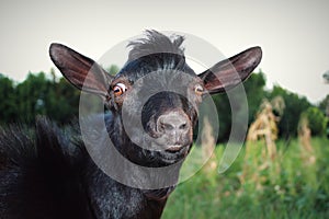 Surprised and Serious Black Goat. Funny Goggled Brown Eyes. Stare wide-eyed. Pop-Eyed.