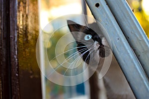 Surprised Siamese cat in the yard of a country house, autumn portrait