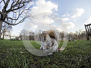 Surprised Squirrel close-up at Saint James Park on a sunny winter day - London, England