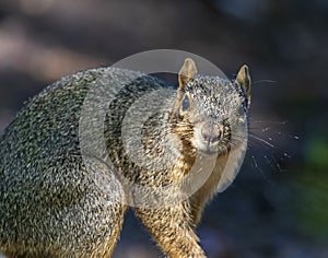 A surprised squirrel looking at the camera.