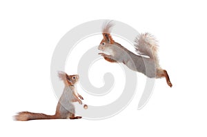 surprised squirrel looking at squirrel jump isolated