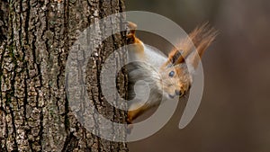 Surprised squirrel