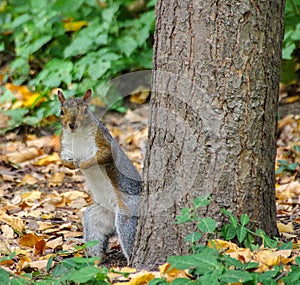 Surprised squirrel standing next to tree in Central Park, NYC