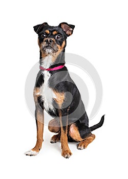 Surprised startled tricolor pet terrier dog isolated body shot