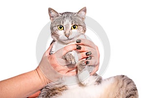 surprised tabby cat in female hands on a white studio background photo