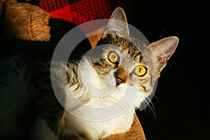 Surprised tabby cat lying at chair and frightened looking at camera.