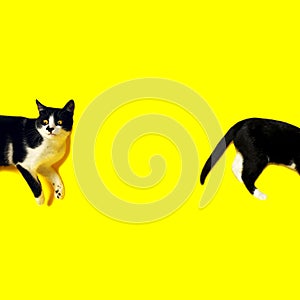Surprised tuxedo cat on yellow background. Template for animal advertising, copy space, square view.