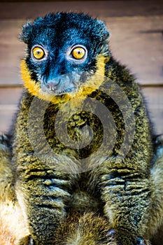 Surprising the Collared Lemur!