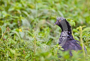 The surprising Horned Screamer