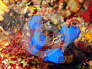 Sea squirt