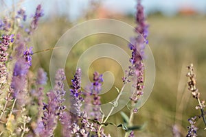 Surprisingly beautiful colorful floral background. Salvia flowers in rays of summer sunlight in outdoors on nature macro, soft foc