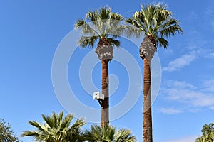 Surprisingly Large birdhouse on a majestic palm tree