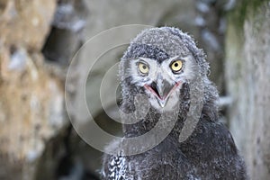 Surprized juvenile snowy owl with open mouth