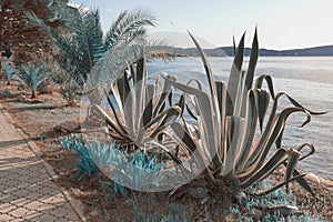 Surreal blue landscape. Agaves and fan palm trees on coast of bay. Montenegro, Kotor Bay