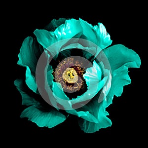 Surreal dark chrome cyan peony flower macro isolated