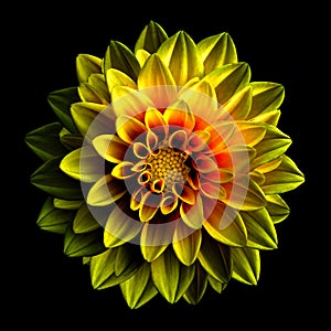 Surreal dark chrome yellow and red flower dahlia macro isolated