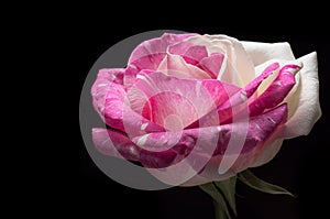 Surreal dark pink rose flower macro isolated on black background