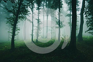 Surreal dark Transylvanian woods with fog