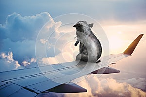 Surreal Elephant, Business Travel, Plane Wing