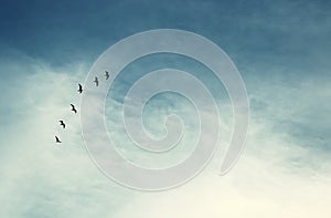 surreal enigmatic picture of flying birds . minimalism and dream concept.