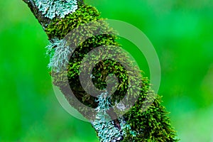 Surreal fairytale fine art spooky fantasy color outdoor image of old tree, covered with moss, foliage, magic mysterious or fairy