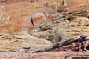 Surreal formations and Desert Bighorn Sheep, Valley of Fire