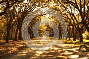 Surreal ghostly tree covered road photo