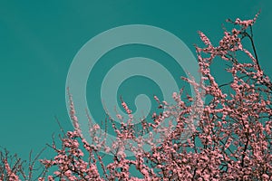 Surreal infrared pink tree