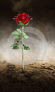 Surreal Love, Hate, Romance, Rose