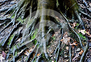 Surreal pattern of roots from an American beech tree