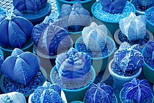 Surreal pop art style of potted mini succulent plants in vibrant blue color