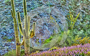 Surreal Saguaros