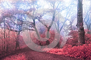 Surreal trail in foggy forest. Trees with red leaves