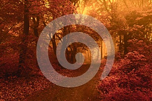 Surreal trail in foggy forest. Trees with red leaves