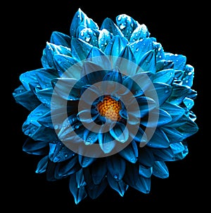 Surreal wet dark chrome sea blue flower dahlia macro isolated