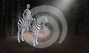 Surreal Woman Riding Zebra, Nature, Woods