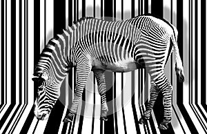 Surreal zebra