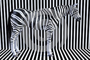 Surreal Zebra Stripes, Wildlife Animal, Nature