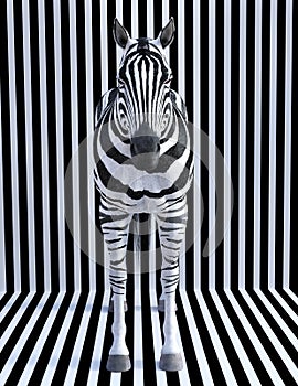 Surreal Zebra Stripes, Wildlife Animal, Nature