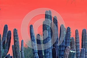 Surrealistic abstract blue cactus with red sky